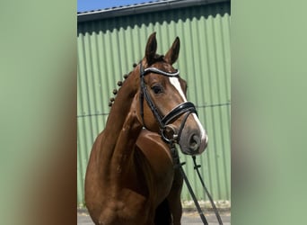 Hannoveraner, Stute, 4 Jahre, 163 cm, Dunkelfuchs