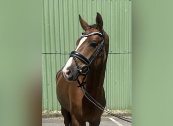 Hannoveraner, Stute, 4 Jahre, 163 cm, Dunkelfuchs