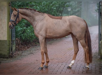 Hannoveraner, Stute, 4 Jahre, 163 cm, Fuchs