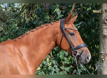 Hannoveraner, Stute, 4 Jahre, 163 cm, Fuchs