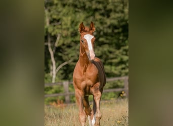 Hannoveraner, Stute, 4 Jahre, 163 cm, Fuchs