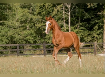 Hannoveraner, Stute, 4 Jahre, 163 cm, Fuchs