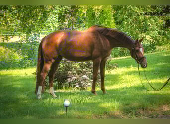Hannoveraner, Stute, 4 Jahre, 163 cm, Fuchs
