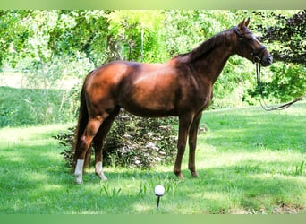 Hannoveraner, Stute, 4 Jahre, 163 cm, Fuchs
