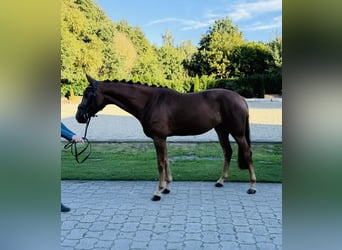 Hannoveraner, Stute, 4 Jahre, 163 cm, Fuchs