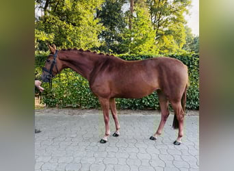 Hannoveraner, Stute, 4 Jahre, 163 cm, Fuchs