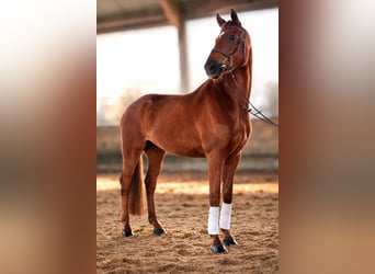 Hannoveraner, Stute, 4 Jahre, 163 cm, Fuchs