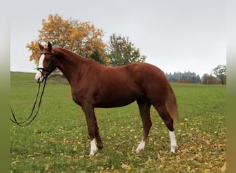 Hannoveraner, Stute, 4 Jahre, 163 cm, Fuchs