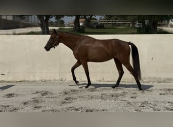 Hannoveraner, Stute, 4 Jahre, 163 cm, Hellbrauner