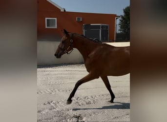 Hannoveraner, Stute, 4 Jahre, 163 cm, Hellbrauner