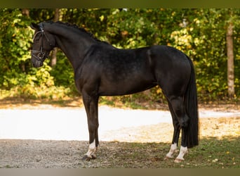 Hannoveraner, Stute, 4 Jahre, 163 cm, Rappe
