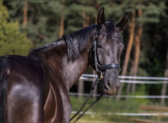 Hannoveraner, Stute, 4 Jahre, 163 cm, Rappe