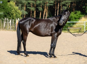 Hannoveraner, Stute, 4 Jahre, 163 cm, Rappe