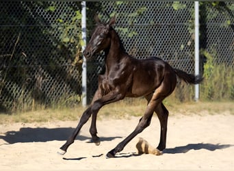 Hannoveraner, Stute, 4 Jahre, 163 cm, Rappe