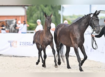 Hannoveraner, Stute, 4 Jahre, 163 cm, Rappe