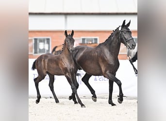 Hannoveraner, Stute, 4 Jahre, 163 cm, Rappe