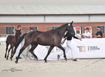 Hannoveraner, Stute, 4 Jahre, 163 cm, Rappe