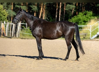 Hannoveraner, Stute, 4 Jahre, 163 cm, Rappe