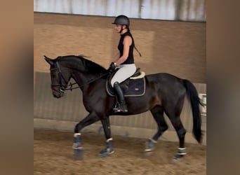 Hannoveraner, Stute, 4 Jahre, 163 cm, Schwarzbrauner