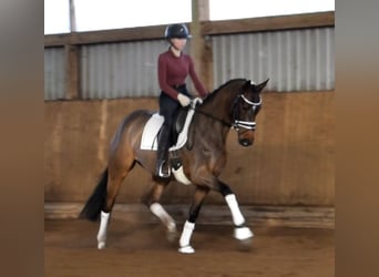 Hannoveraner, Stute, 4 Jahre, 164 cm, Brauner