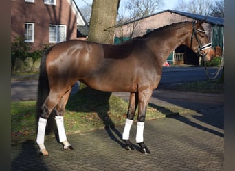 Hannoveraner, Stute, 4 Jahre, 164 cm, Brauner