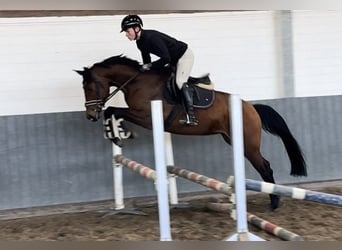 Hannoveraner, Stute, 4 Jahre, 164 cm, Brauner