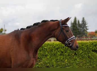 Hannoveraner, Stute, 4 Jahre, 164 cm, Brauner
