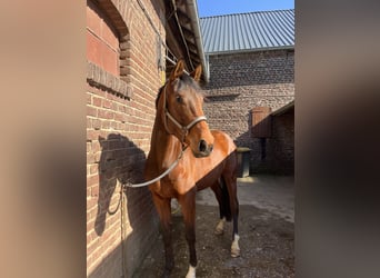 Hannoveraner, Stute, 4 Jahre, 164 cm, Brauner