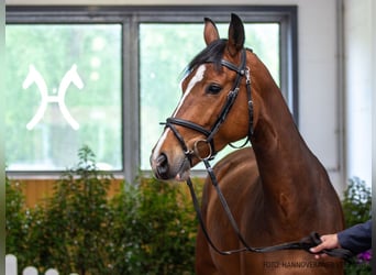 Hannoveraner, Stute, 4 Jahre, 164 cm, Brauner
