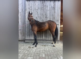 Hannoveraner, Stute, 4 Jahre, 164 cm, Brauner