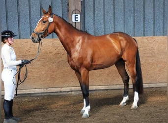 Hannoveraner, Stute, 4 Jahre, 164 cm, Brauner