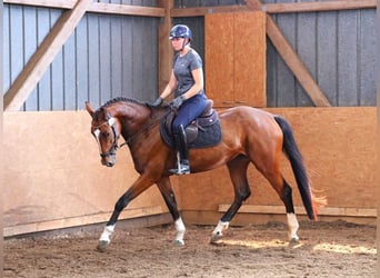 Hannoveraner, Stute, 4 Jahre, 164 cm, Brauner