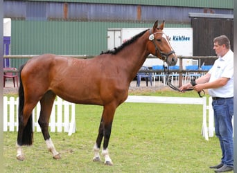 Hannoveraner, Stute, 4 Jahre, 164 cm, Brauner