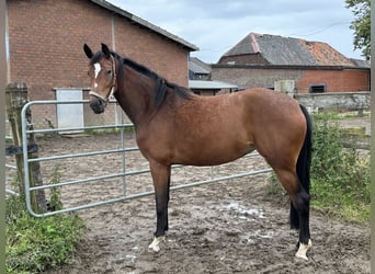 Hannoveraner, Stute, 4 Jahre, 164 cm, Brauner