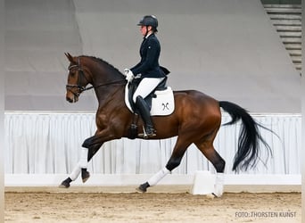 Hannoveraner, Stute, 4 Jahre, 164 cm, Dunkelbrauner