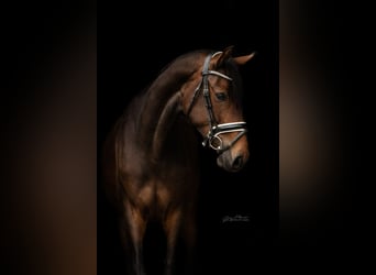 Hannoveraner, Stute, 4 Jahre, 164 cm, Dunkelbrauner