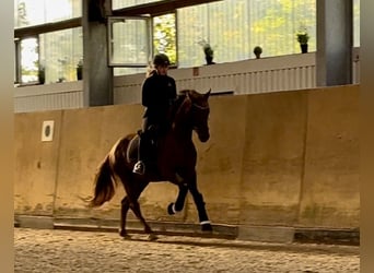 Hannoveraner, Stute, 4 Jahre, 164 cm, Dunkelfuchs