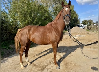Hannoveraner, Stute, 4 Jahre, 164 cm, Fuchs