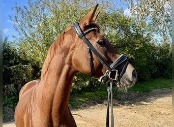 Hannoveraner, Stute, 4 Jahre, 164 cm, Fuchs