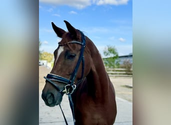 Hannoveraner, Stute, 4 Jahre, 164 cm, Fuchs