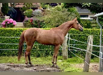 Hannoveraner, Stute, 4 Jahre, 164 cm, Fuchs