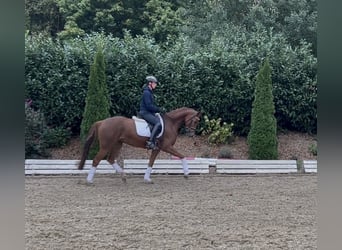 Hannoveraner, Stute, 4 Jahre, 164 cm, Fuchs