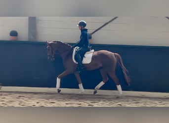 Hannoveraner, Stute, 4 Jahre, 164 cm, Fuchs