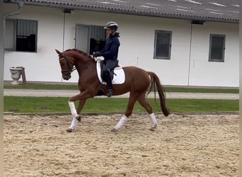 Hannoveraner, Stute, 4 Jahre, 164 cm, Fuchs