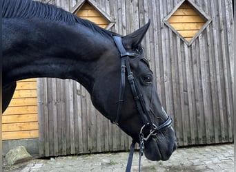 Hannoveraner, Stute, 4 Jahre, 164 cm, Rappe