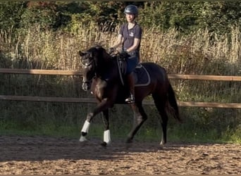 Hannoveraner, Stute, 4 Jahre, 164 cm, Rappe