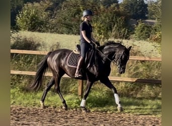 Hannoveraner, Stute, 4 Jahre, 164 cm, Rappe