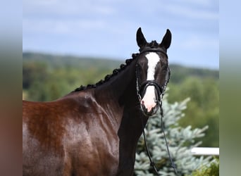 Hannoveraner, Stute, 4 Jahre, 164 cm, Rappe