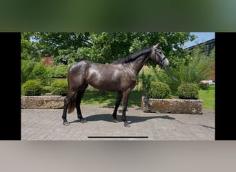 Hannoveraner, Stute, 4 Jahre, 165 cm, Apfelschimmel