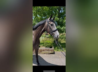 Hannoveraner, Stute, 4 Jahre, 165 cm, Apfelschimmel